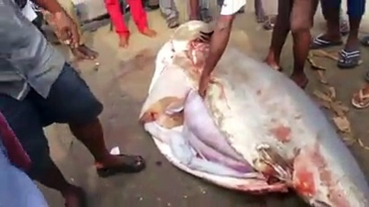 Caught in Camera Fishers Caught Biggest Shark Fish