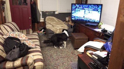 Vicki hides from Zinni the Border Collie after being gone for a week