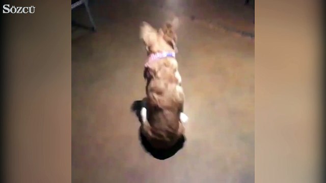 Arkadaş bulunca heyecandan yerinde duramadı