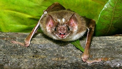 Vampire bat