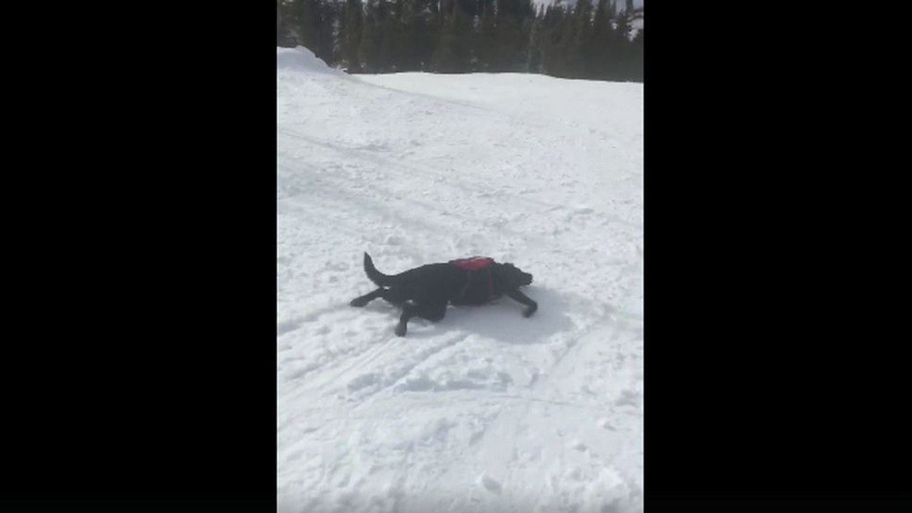 Un chien d'avalanche glisse sur une piste