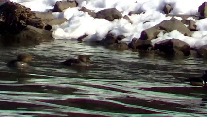 Popular Bird migration & Wildlife videos