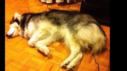 ネコみたいなイヌ...自分を猫だと勘違いしている？ハスキー犬のタリーちゃん！