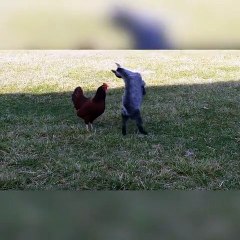 Ce bébé chèvre se prend pour une poule ou c'est la poule qui se prend pour une chèvre