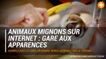 Animaux mignons sur internet : gare aux apparences