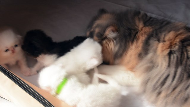 mes bébés 3 semaines avec leur maman Joéline