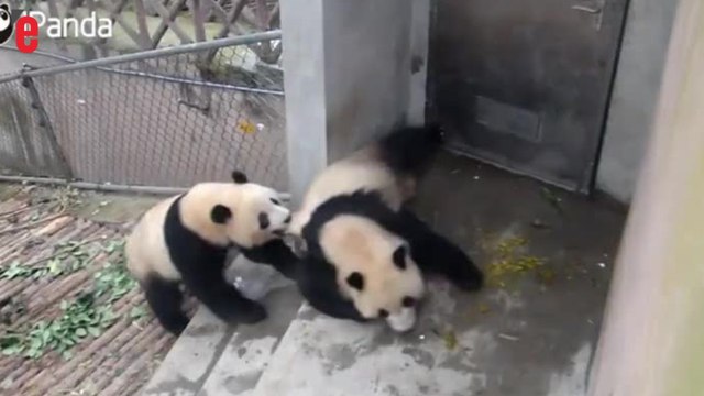 Chine: ces deux pandas ne sont pas d'humeur à jouer