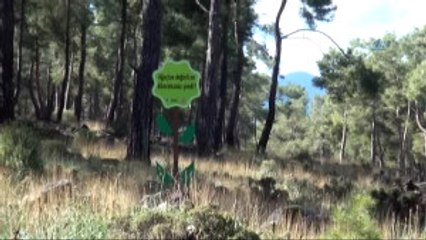 Fethiye'de Çevrecilerden Yapay Ağaçlı Tepki