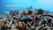 Scuba Diving the House Reef at Buddy Dive Resort Bonaire