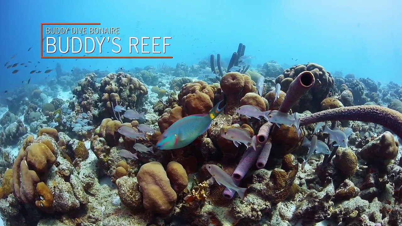 Scuba Diving the House Reef at Buddy Dive Resort Bonaire