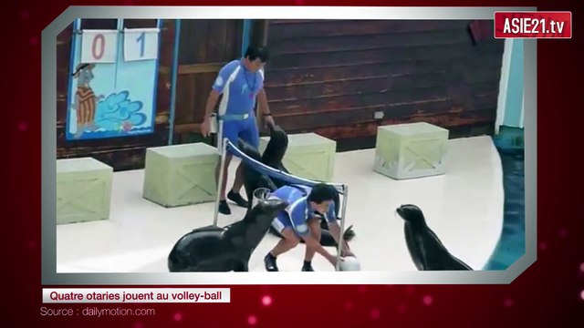 Quatre otaries jouent au volley-ball