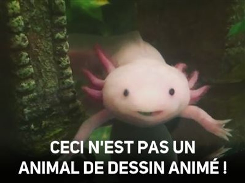 Un monstre magique : l'Axolotl est invincible