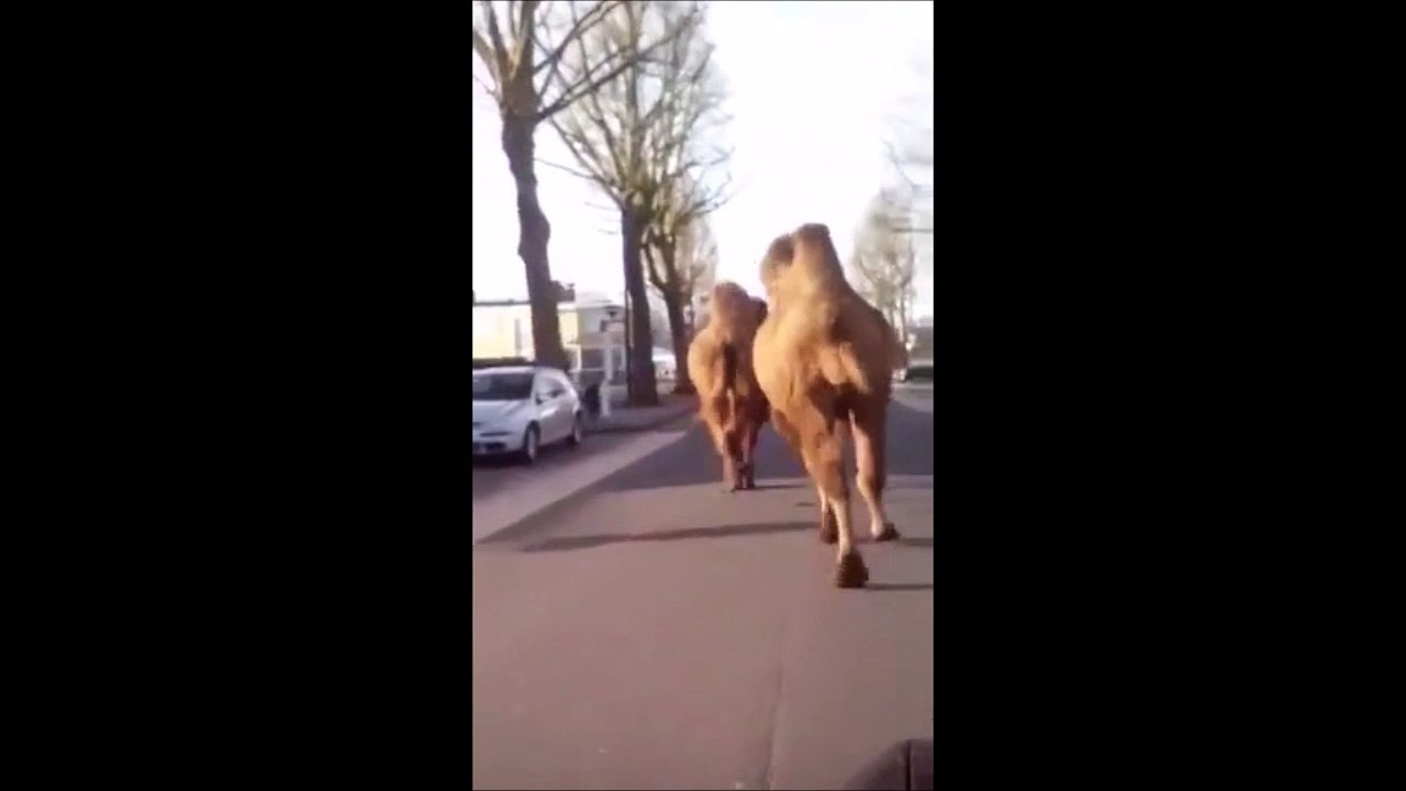 Quand tu croises 2 chameaux en liberté à Roubaix