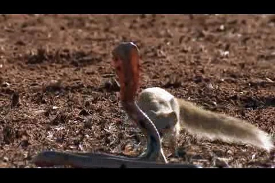 Mangustos Vs Cobras - Confrontos Impressionantes_Segment