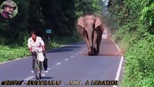Un éléphant tente de charger un homme pour protéger simplement sa famille