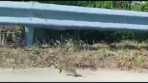 Amazing! A mother mouse saves her baby, after she attacks the snake because it's got her baby in its mouth!