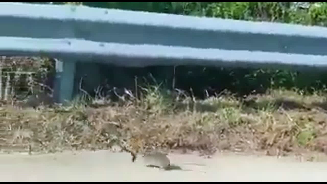 Amazing! A mother mouse saves her baby, after she attacks the snake because it's got her baby in its mouth!