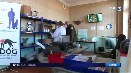 Cancers : des chiens dépisteurs pour aider la médecine