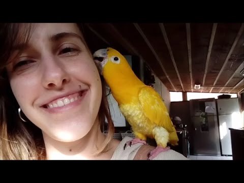 Golden Parakeet Gives a Delightful Facial Massage