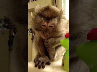 Adorable Monkey Drinks From a Straw Cup