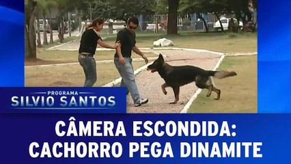 Cachorro pega dinamite