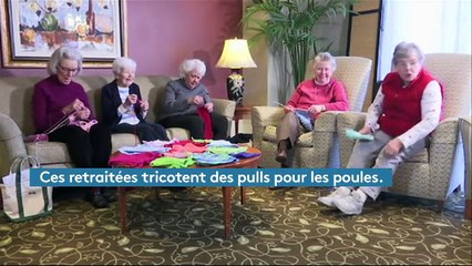 Etats-Unis : des retraitées tricotent des pulls pour éviter aux poules d'avoir froid