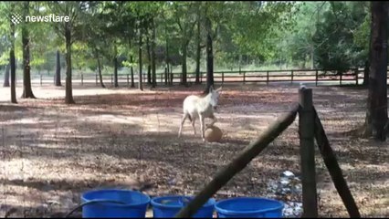 Mule shows off incredible football skills