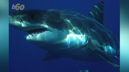 Record Breaking Number of Great Whites Hitting Cape Cod Beaches