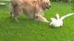 O melhor vídeo que você já viu - Amizade improvável entre cão e pato