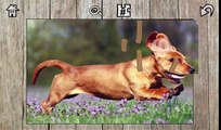 Cute Dogs & Cats Jigsaw Puzzles for kids and toddlers