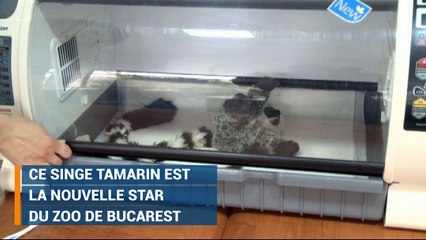 Ce Tamarin a été rejeté par sa mère et lutte pour sa survie