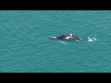 Humpback Whale Off the Coast of Devon Surprises Onlookers