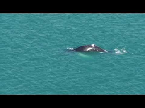 Humpback Whale Off the Coast of Devon Surprises Onlookers