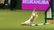 Un chien excité pendant un concours d'agility
