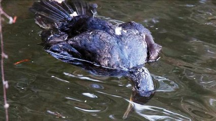 17 Organizaciones de Asturias denuncian la matanza de más de 2.000 cormoranes grandes
