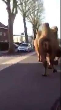 Deux chameaux s'évadent du cirque et se baladent dans les rues de Roubaix
