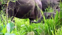 Elephants for Kids - Wild Animals Video for Children - Elephants Playinfghh