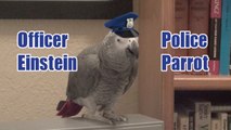 Einstein Parrot imitates a police siren