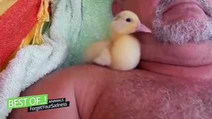 Funny Animals Compilation [Most See] Funny Animal Videos Ever - Funny Animals
