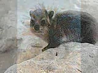 Le souffle du sahara algerien