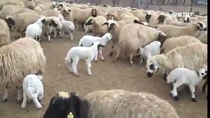 سبحان الله شاهد لحظة بديعة لالتقاء الخراف بأمهاتها لترضع الحليب منها في هضاب ولاية #تونجيلي