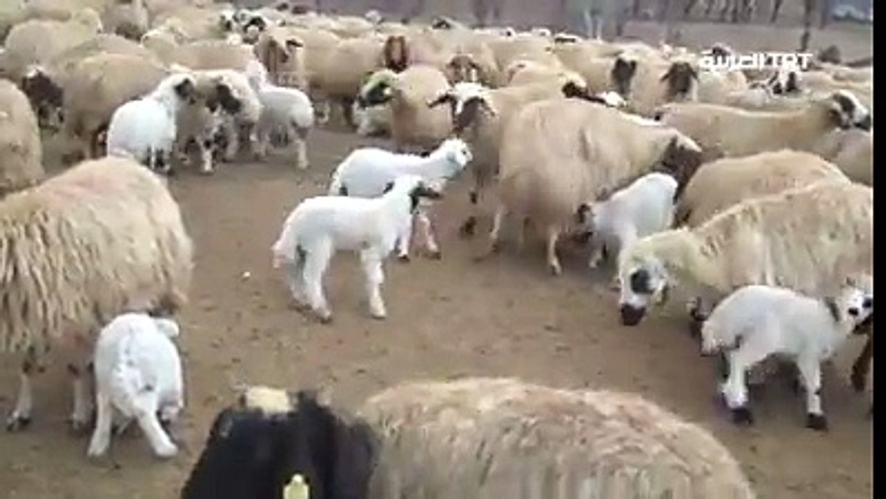 سبحان الله شاهد لحظة بديعة لالتقاء الخراف بأمهاتها لترضع الحليب منها في هضاب ولاية #تونجيلي