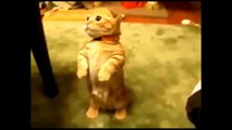 Funny Cats Compilation |Most See| Funny Cat Videos Ever Part 1