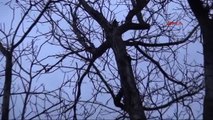 Karabük Ağaçta Mahsur Kalan Kediyi Itfaiye Kurtardı