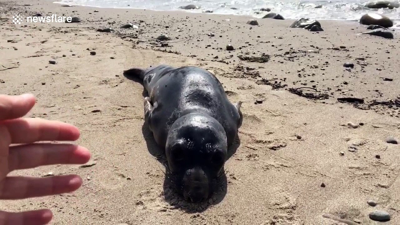 An encounter with a particularly friendly seal