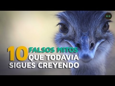 10 Falsos mitos que todavía sigues creyendo