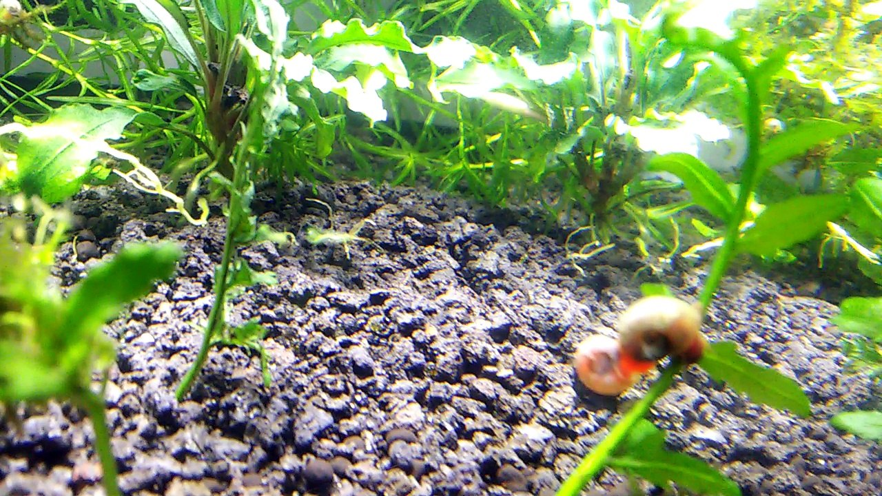 Ramshorn Snail sitting on another and Blue Dream Rili Neocaridina Shrimp