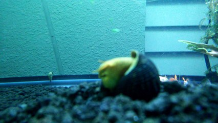 Yellow rabbit snail looking around