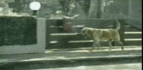 This-made-me-sad-He-got-bone-for-her-while-she-was-getting-boned