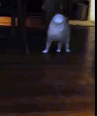 What-is-this-mythical-creature